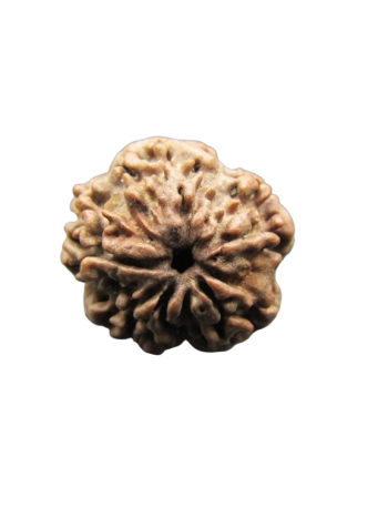 One-Mukhi-Rudraksha