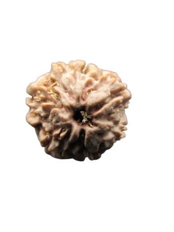 One-Mukhi-Rudraksha