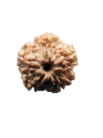 One-Mukhi-Rudraksha