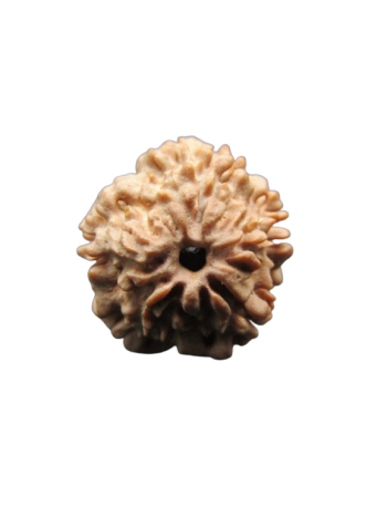 One-Mukhi-Rudraksha