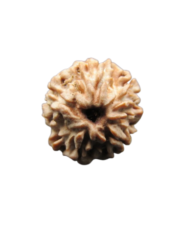 One-Mukhi-Rudraksha