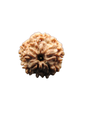 Natural Ek Mukhi (1 Face) Energized Real Rudraksha with Certificate (Nepal) (RU01-040)