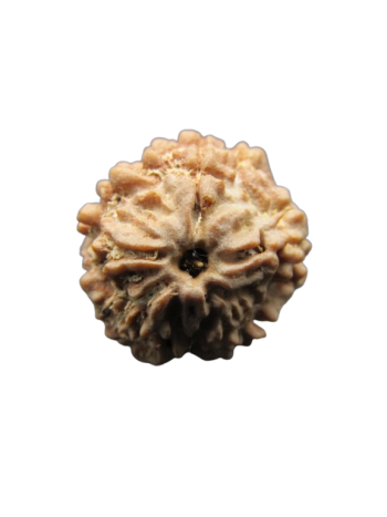 1 Mukhi (One Mukhi) Pure Energized Rudraksha with Certificate (Nepal) (RU01-041)