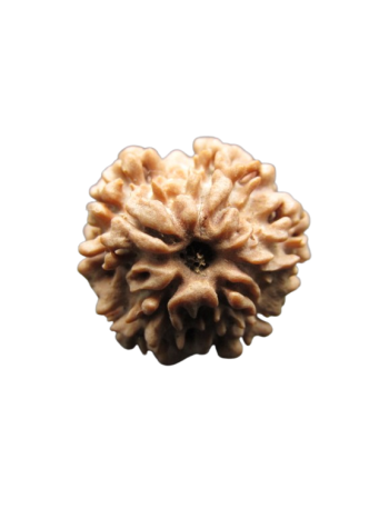 Original One Face (Ek Face) Energized & Certified Real Rudraksha Bead for Sun (Nepal) (RU01-042)