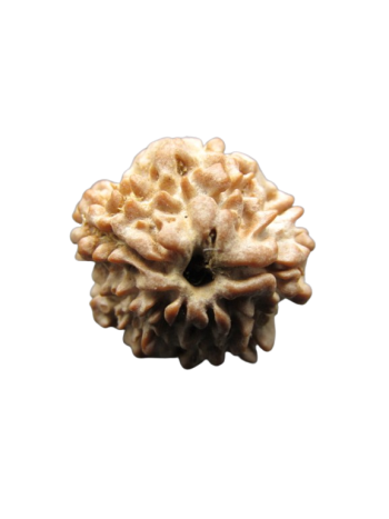 One-Mukhi-Rudraksha