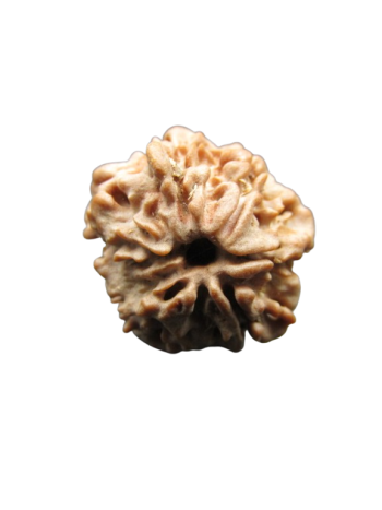 2-Mukhi-Rudraksha