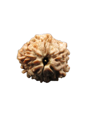 One-Mukhi-Rudraksha
