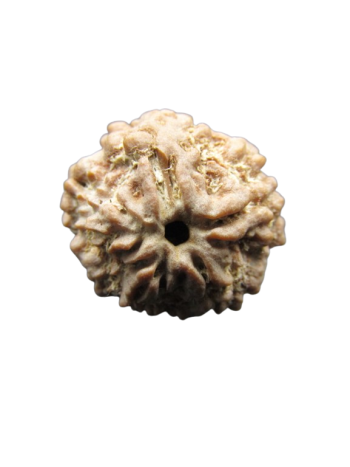 One-Mukhi-Rudraksha
