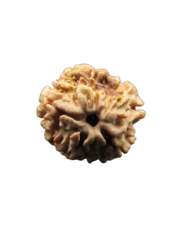 One-Mukhi-Rudraksha