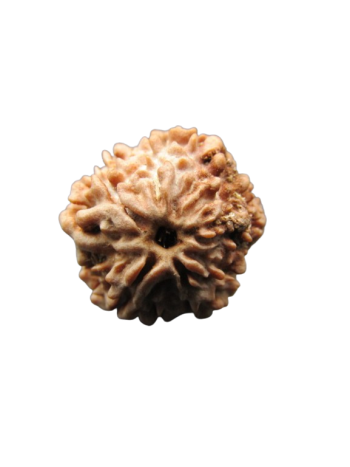 1 Mukhi (1 Face) Real Rudraksha Bead, Certified & Pure From Nepal (RU01-051)
