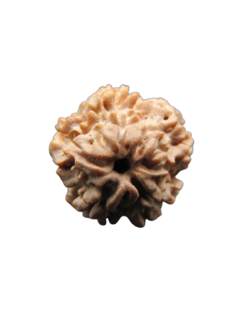 2-Mukhi-Rudraksha