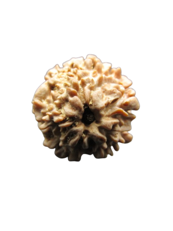 One-Mukhi-Rudraksha