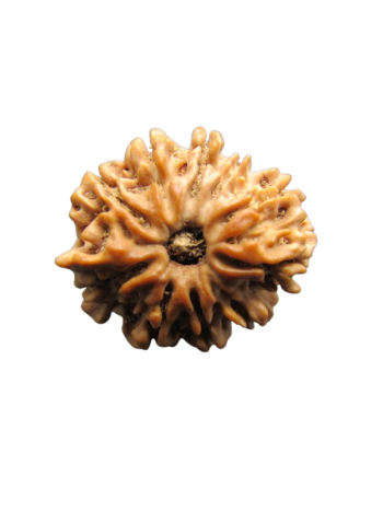 Original 10 Mukhi / Ten Face Real Energized Rudraksha With Certificate (NEPAL) (RU10-001)