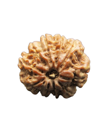 10-Mukhi-Rudraksha