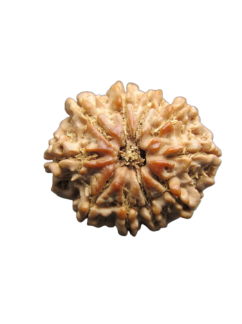 10 Faced Real Rudraksha, Certified Original Dus Mukhi Bead From Nepal (RU10-006)