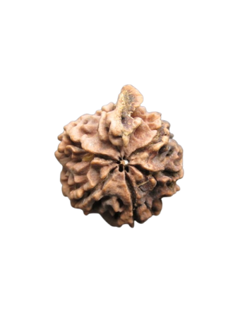 Chah Mukhi / Six Mukhi Ganesh Ji Nepali Rudraksha 100% Original Bead (RUGN-004)