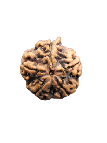 Original 5 Mukhi / Panchmukhi Nepali Energized Real Ganesh Rudraksha Bead (RUGN-005)