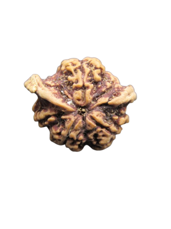 Dwi-Medha-Ganesh-Rudraksha-5-Mukhi