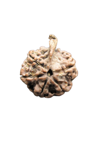 Five Mukhi (Panchmukhi) Real Ganesh Mukhi Rudraksha, Original Bead From Nepal (RUGN-007)