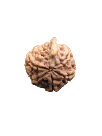 Energized 100% Real 6 Mukhi Ganesh Rudraksha Nepali (RUGN-009)