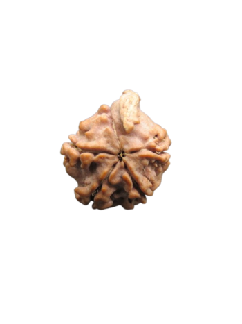 100% Pure Energized 5 Mukhi / Ganesh Mukhi Rudraksha Bead (RUGN-010) (NEPAL)
