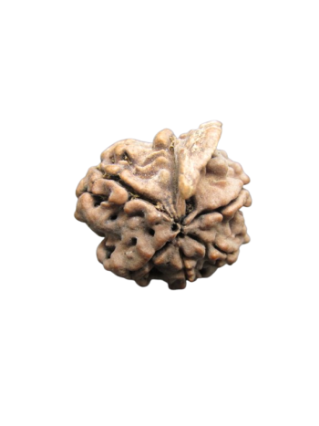 100% Real & Natural 6 Mukhi Ganesh Rudraksha Bead at Best Price (RUGN-014) (NEPAL)
