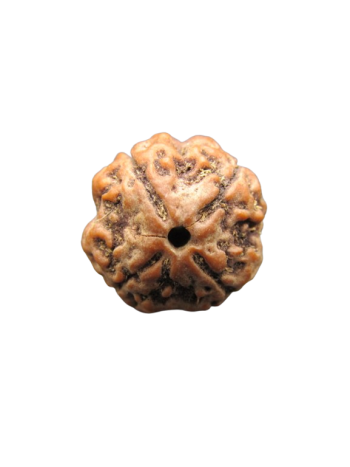 4-Mukhi-Rudraksha