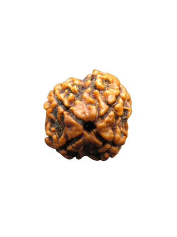4-Mukhi-Rudraksha