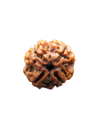 Nepalese Four Faced (4 Mukhi) Energized Real Rudraksha - Certified Authentic Bead (RU04-014)
