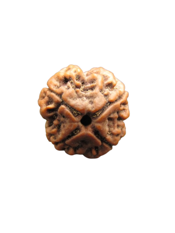 4-Mukhi-Rudraksha