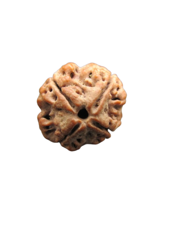 Four Faced / 4 Mukhi Original Rudraksha Bead with Certificate (Nepal) (RU04-019)