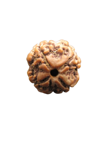 4-Mukhi-Rudraksha