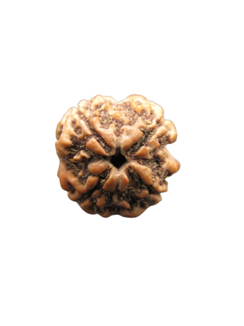 Natural 4 Mukhi / Four Face Real Energized Rudraksha With Certificate (NEPAL) (RU04-021)