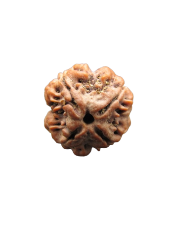 4-Mukhi-Rudraksha