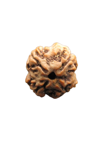 4-Mukhi-Rudraksha
