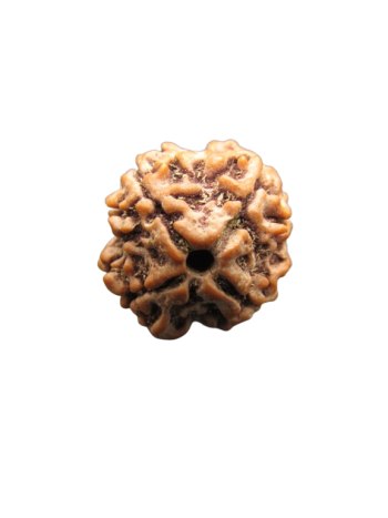 4 Mukhi Real Rudraksha, Certified Natural Char Mukhi Bead From Nepal (RU04-024)