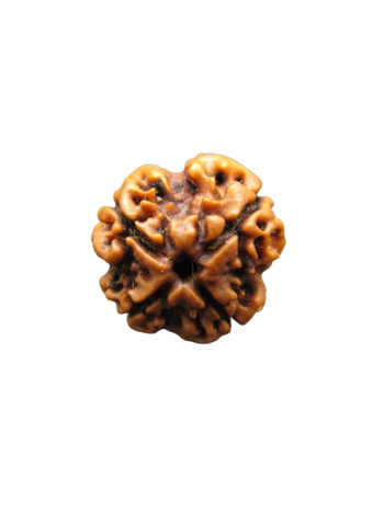 Four Mukhi Real Rudraksha, Certified Natural Chatur Mukhi Bead From Nepal (RU04-025)