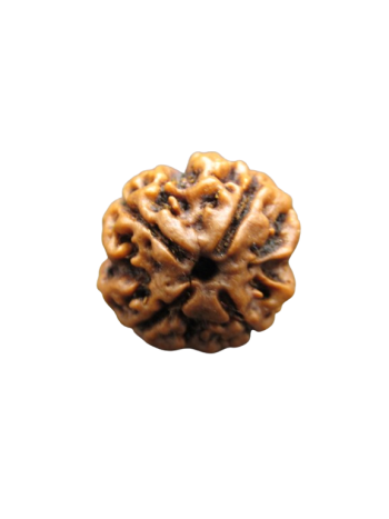 Certified Four Faced (Char Mukhi) Real Rudraksha Bead - Original from Nepal (RU04-026)  