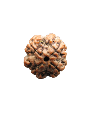 Four Faced / Char Mukhi Real Rudraksha Bead, Certified & Authentic From Nepal (RU04-027)