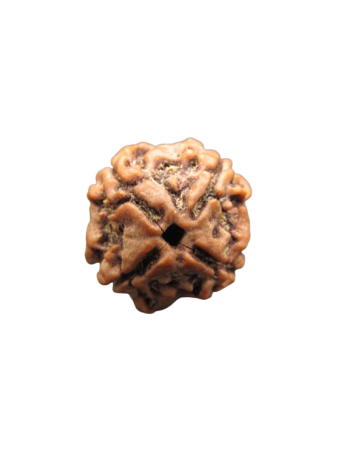 4-Mukhi-Rudraksha