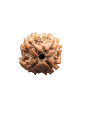 4-Mukhi-Rudraksha