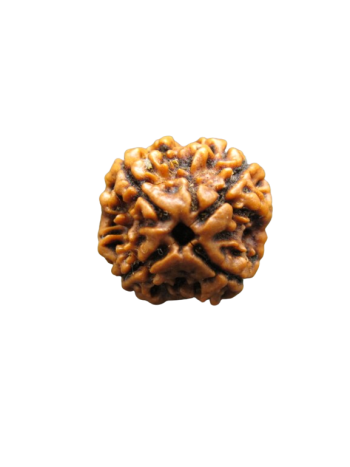 Four Faced / 4 Mukhi Natural Rudraksha Bead with Certificate (Nepal) (RU04-031)