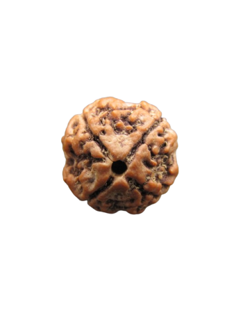 4-Mukhi-Rudraksha