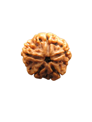 5-Mukhi-Rudraksha