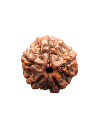 5-Mukhi-Rudraksha
