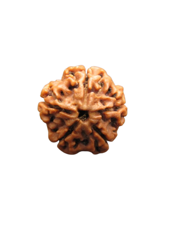 5-Mukhi-Rudraksha