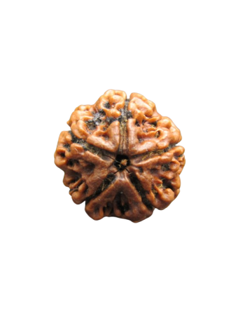 5-Mukhi-Rudraksha