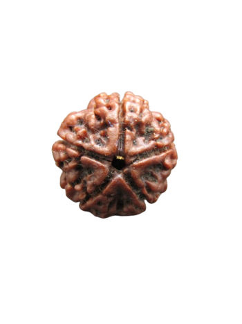5-Mukhi-Rudraksha