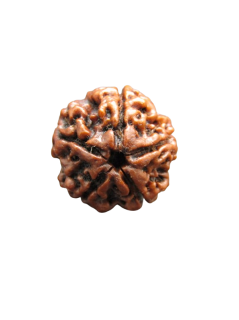 5-Mukhi-Rudraksha