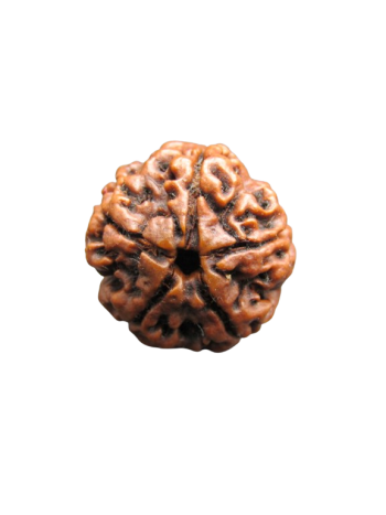 5-Mukhi-Rudraksha